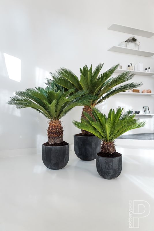 Sago Palm Tree Set 3 with Pots